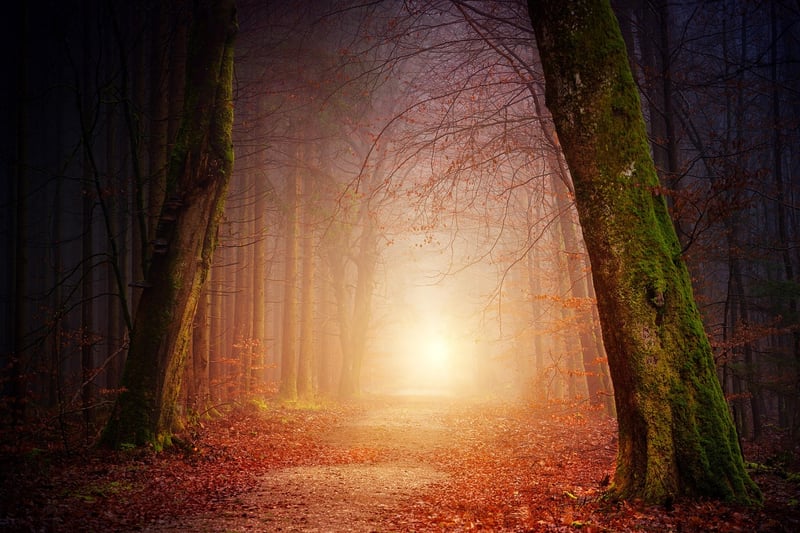 Nature Walks